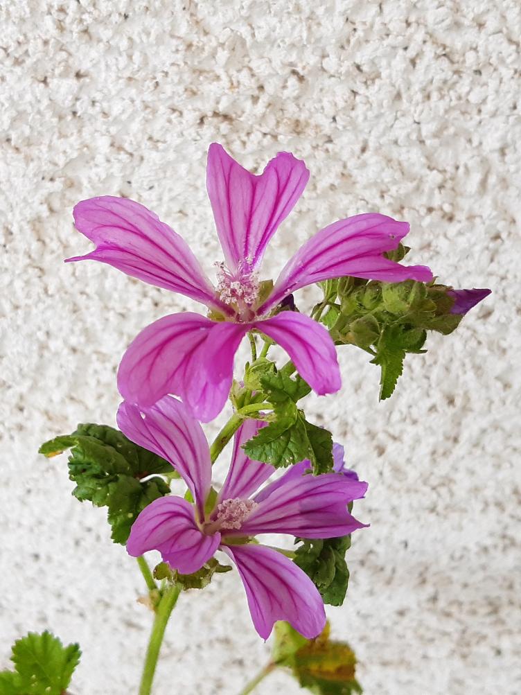 Malva sylvestris