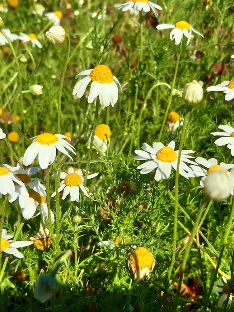 Matricaria chamomilla