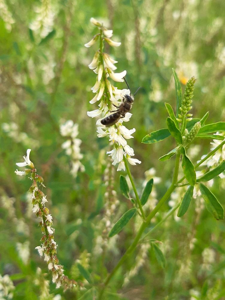Melilotus albus