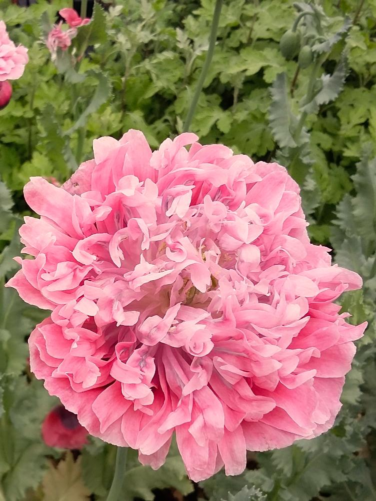 Mohn Niederhünigen