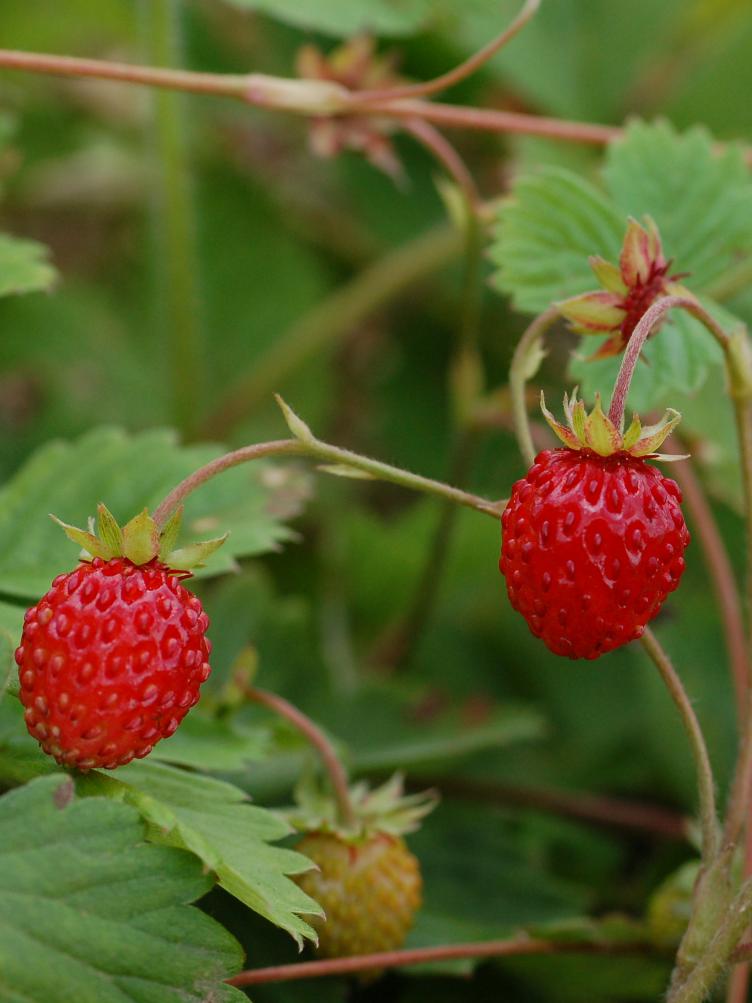 Monatserdbeere Rote von Frei