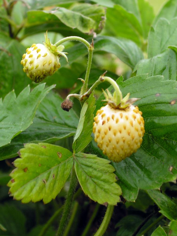 Monatserdbeere Weisse von Ogens