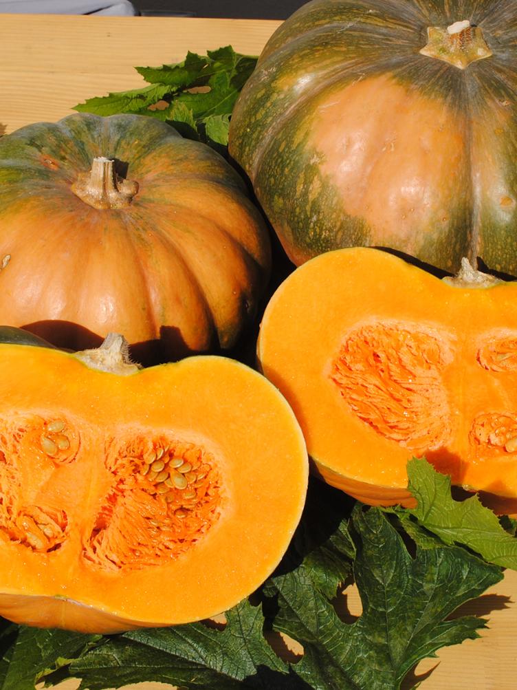 Moschuskürbis Musquée de Provence