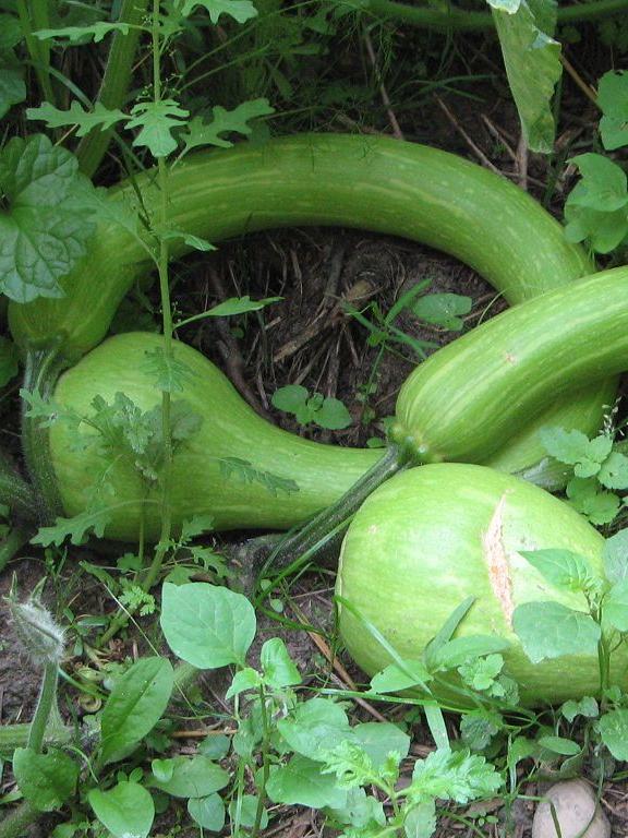 Moschuskürbis Trombocino d`Albenga