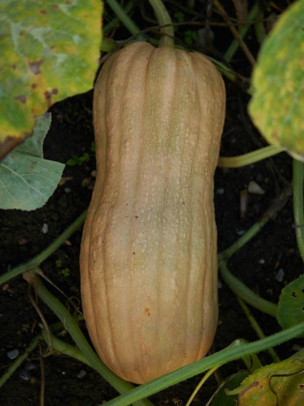 Moschuskürbis Violina