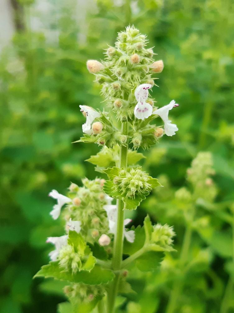 Nepeta cataria ssp. citriodora