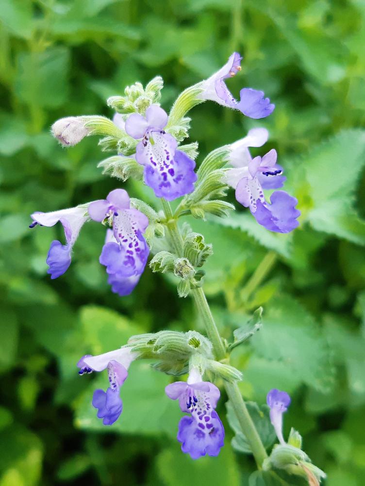Nepeta racemosa