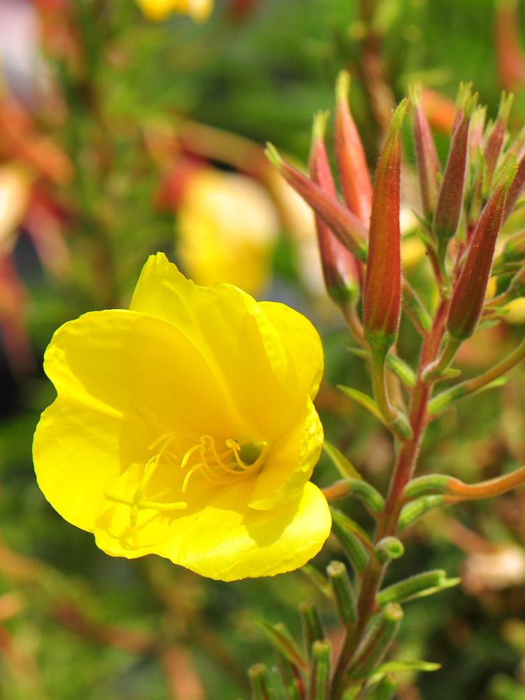 Oenothera biennis