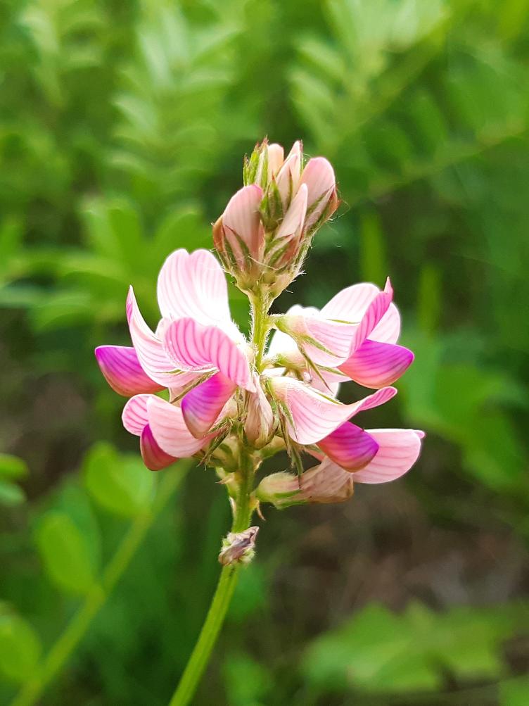 Onobrychis viciifolia
