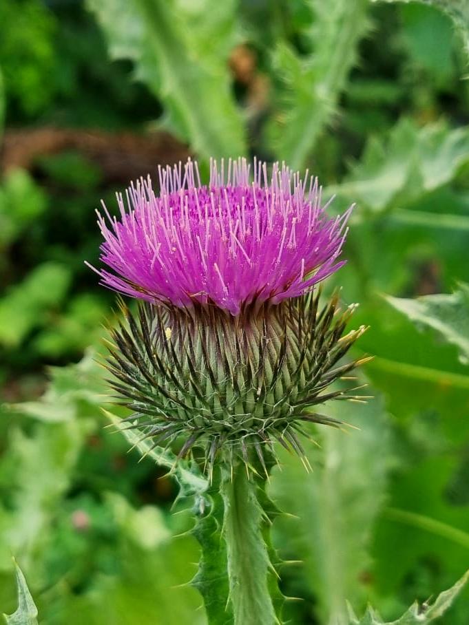Onopordum acanthium