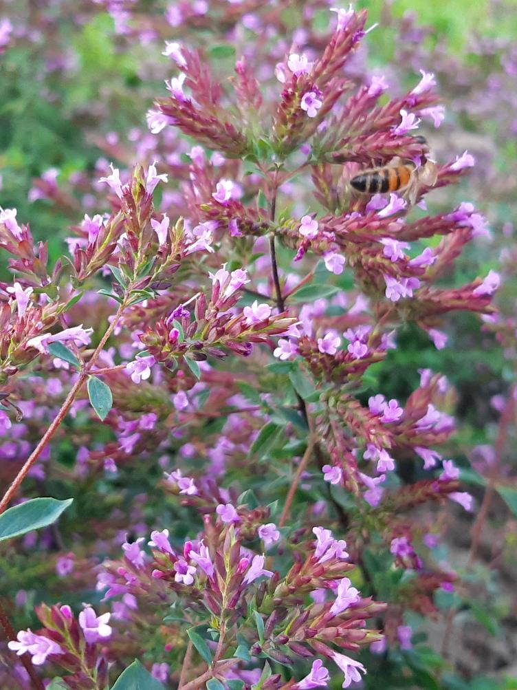 Oregano Aromatico