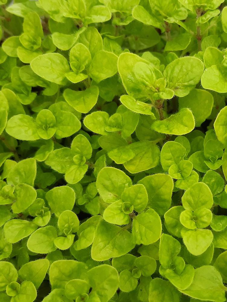 Oregano goldiger