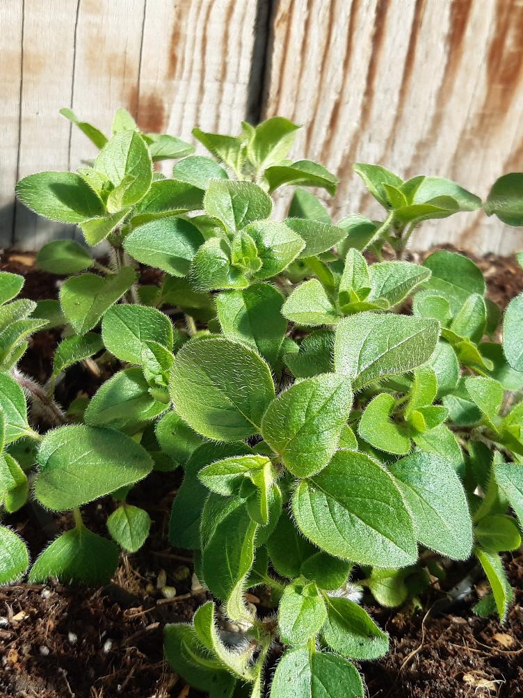 Oregano griechischer
