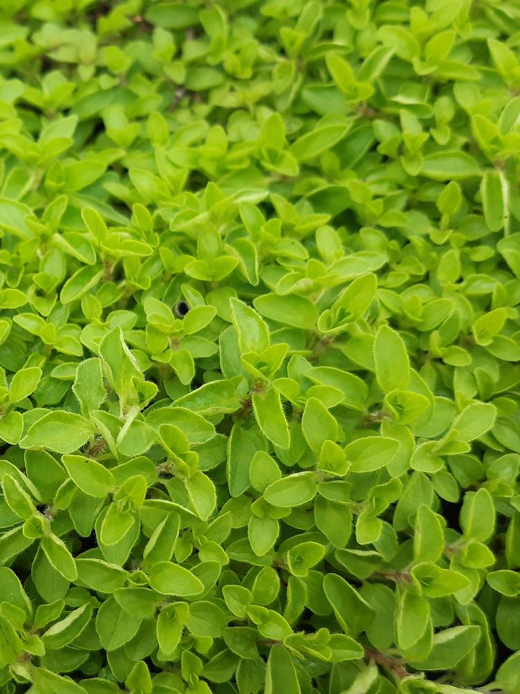 Oregano kompakter