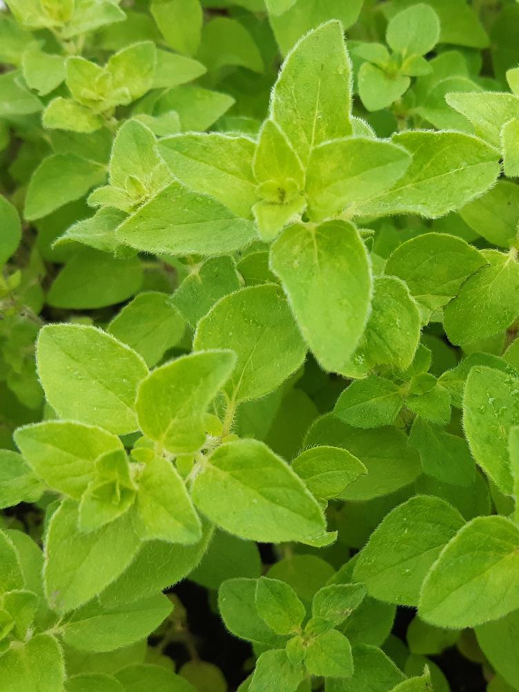 Oregano scharfer