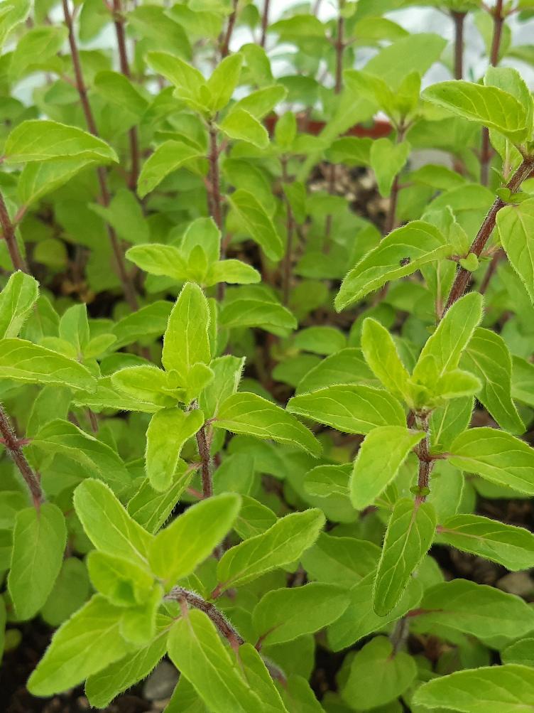 Oregano würziger