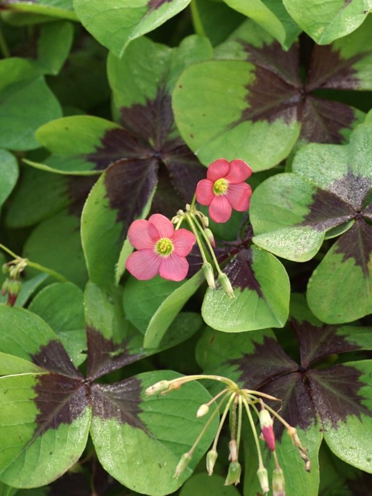 Oxalis deppei `Iron Cross`