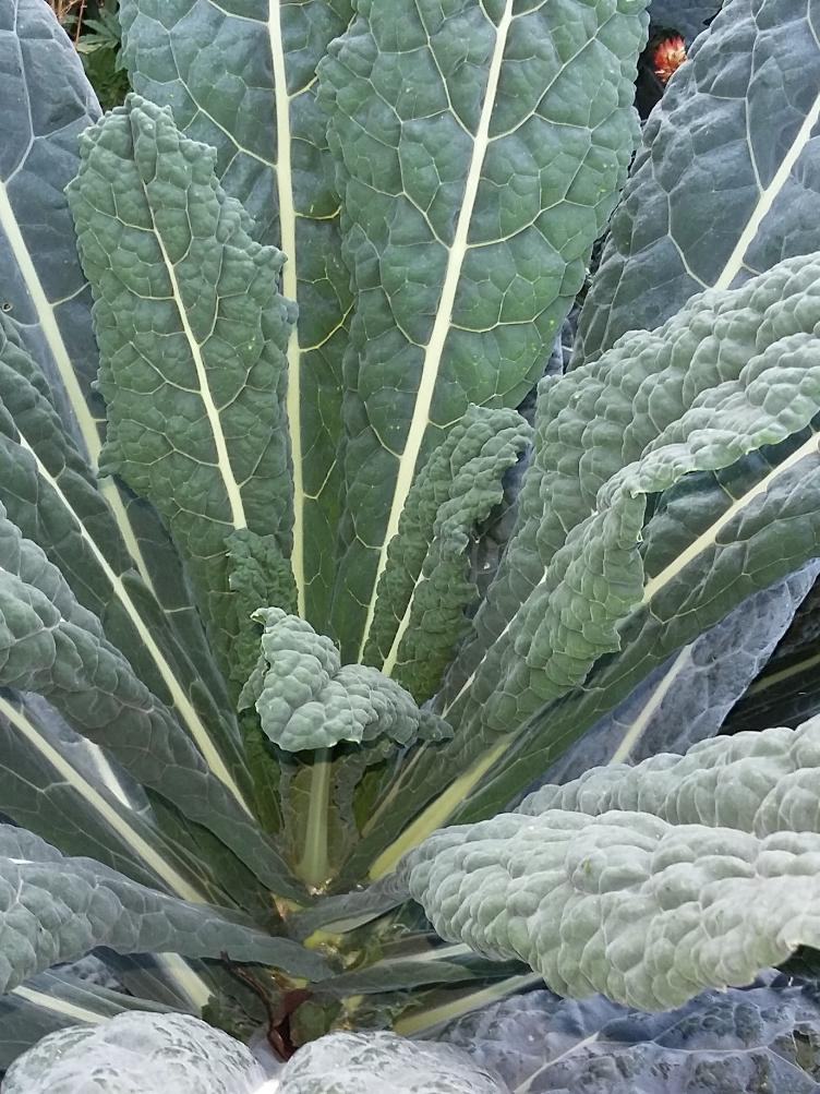 Palmkohl Nero di Toscana