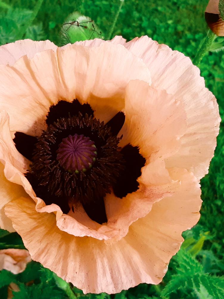 Papaver orientale `Princesin Victoria Luise`