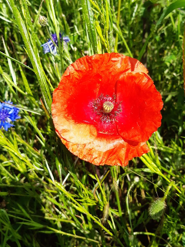 Papaver rhoeas