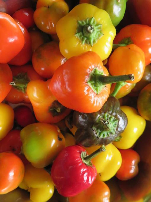 Paprika Bunte Zwerge