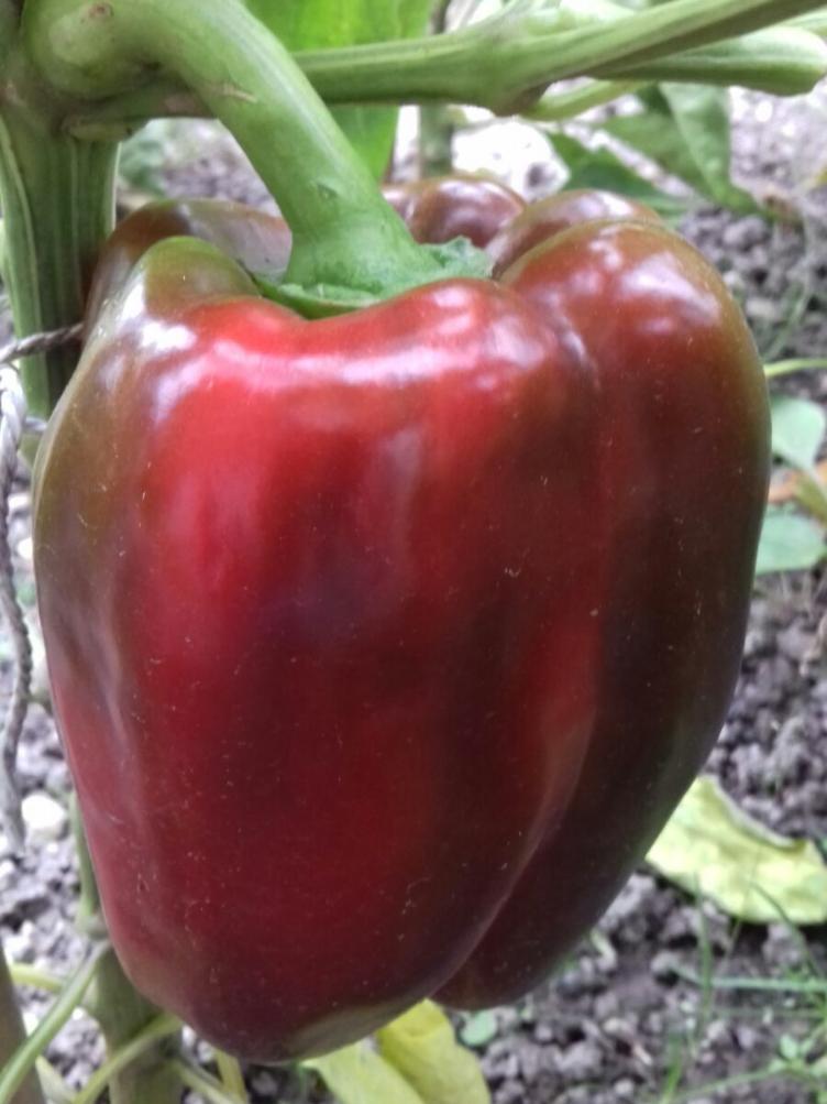 Paprika California Wonder Red