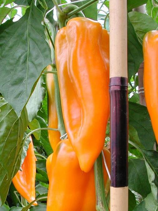 Paprika Corno di bue giallo