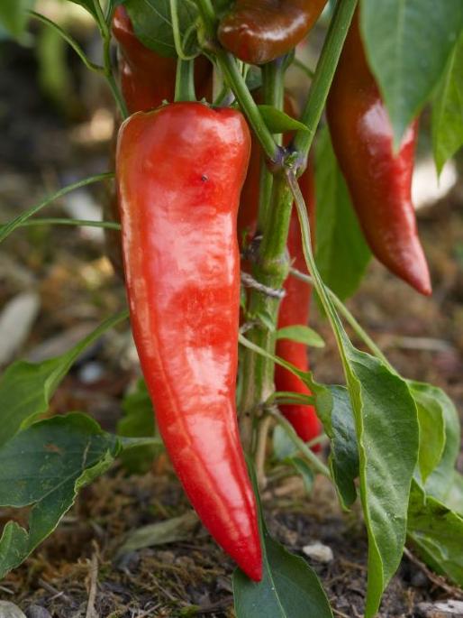 Paprika Corno di bue rosso