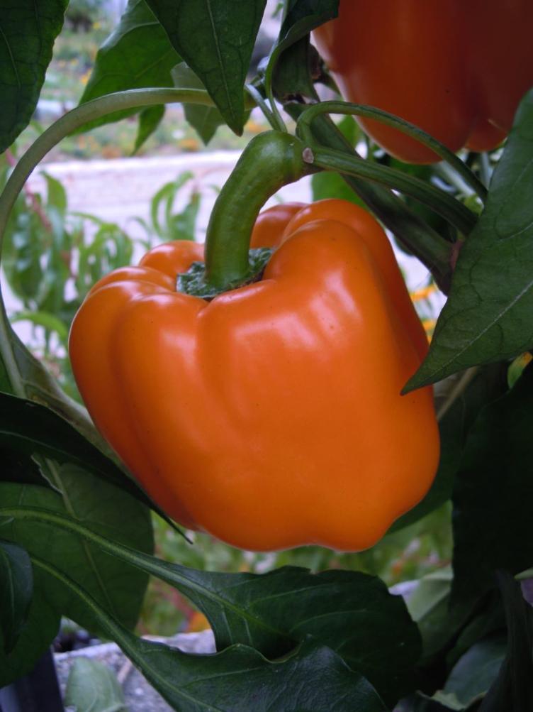 Paprika Cubo orange