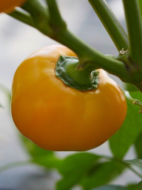 Paprika Giallo rotondo di Capriglio