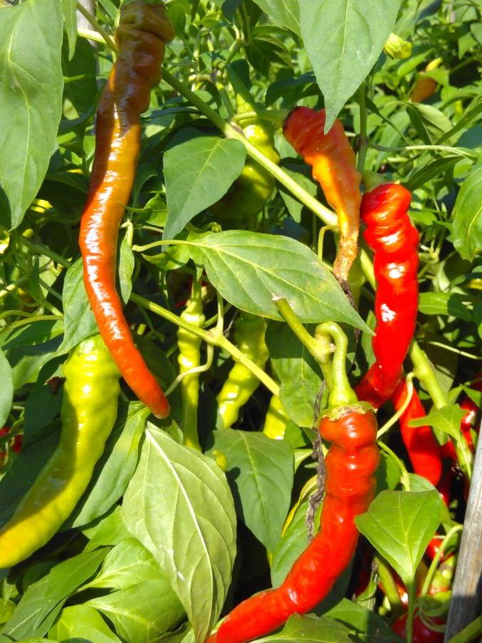 Paprika Lombardo