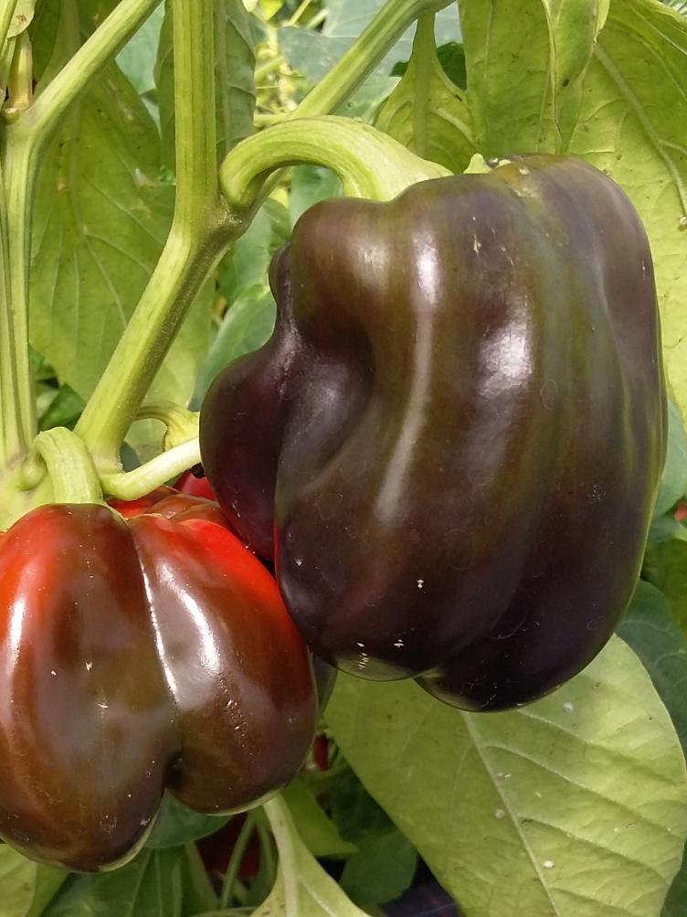 Paprika Purple Beauty