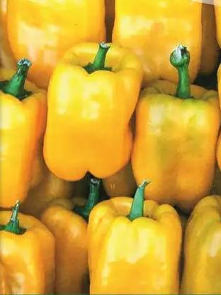 Paprika Quadrato d`Asti giallo