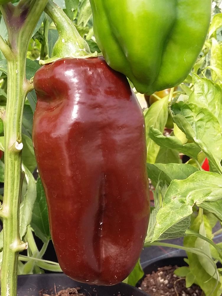 Paprika Sweet Chocolate