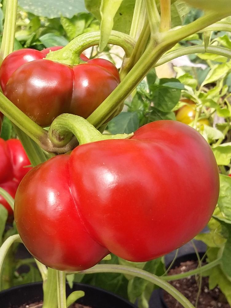 Paprika Tomatenpaprika rot