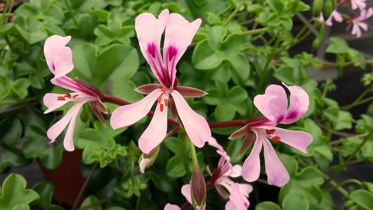 Pelargonium peltatum