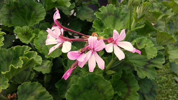 Pelargonium zonale