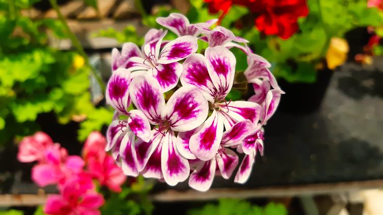 Pelargonium Zürichgarten