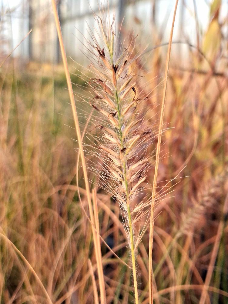 Pennisetum alopecuroides `Hameln`