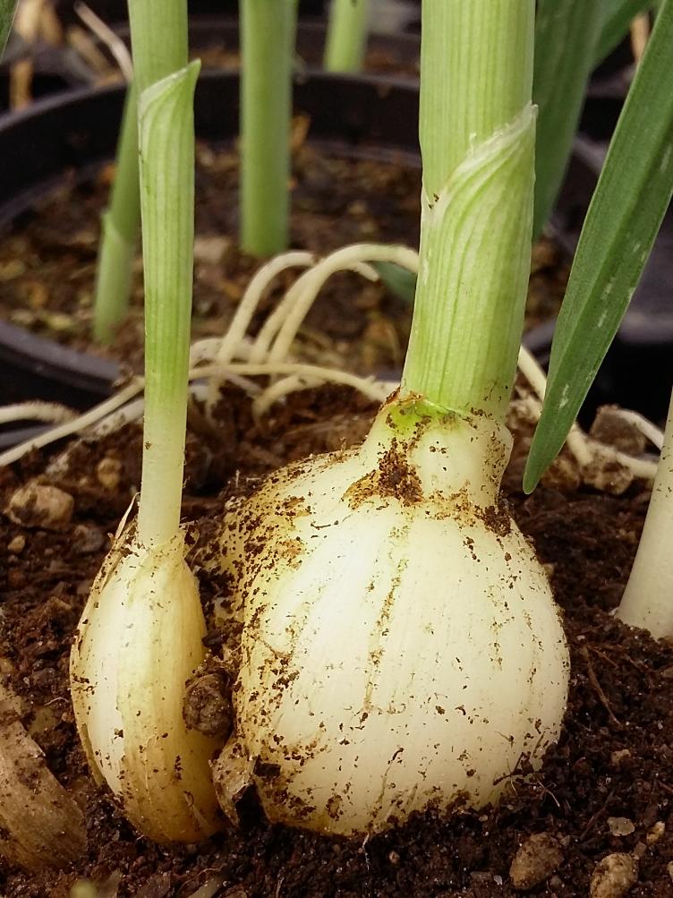 Perllauch Stängelzwiebel Oberwil b. Büren