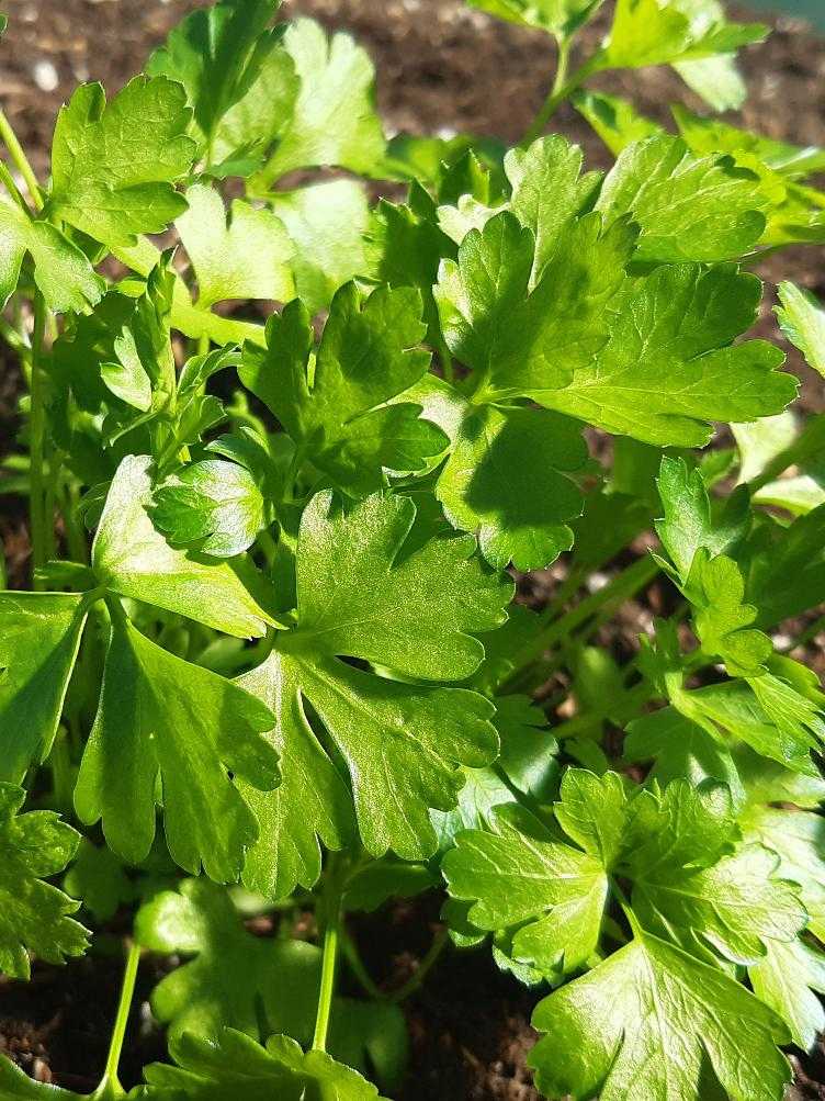 Petersilie Gigante d`Italia