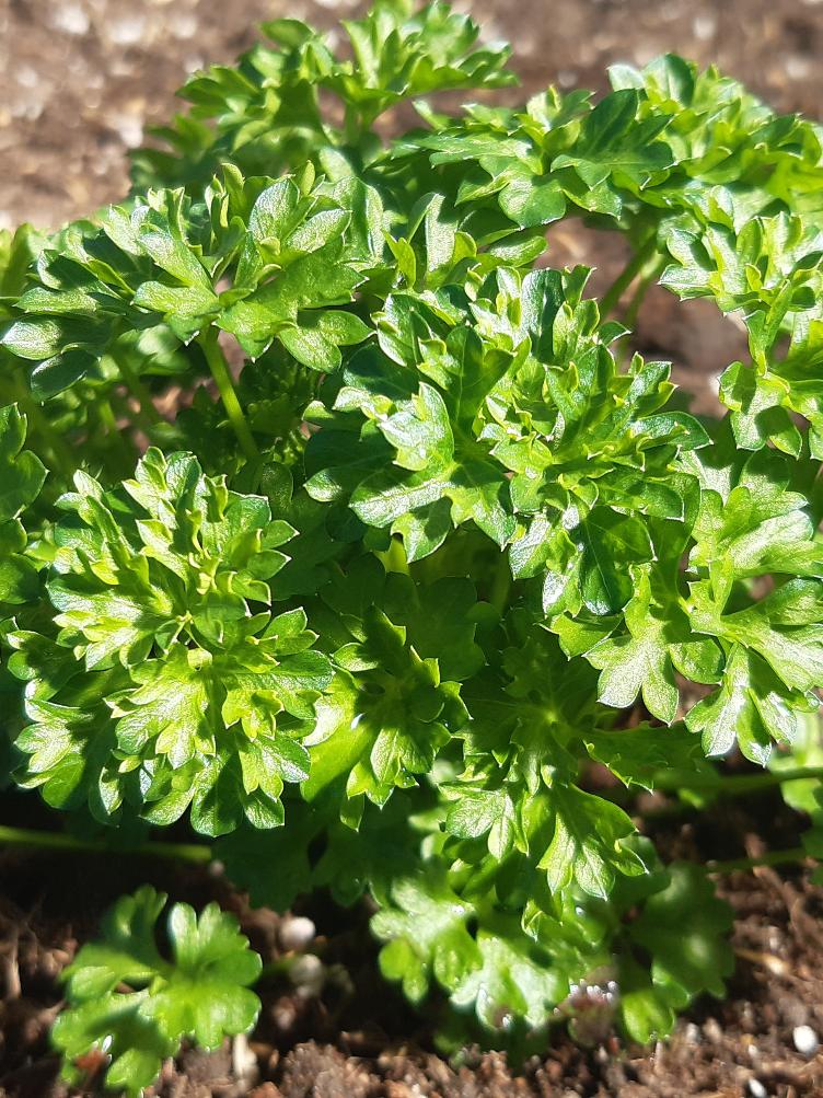 Petersilie Grüne Perle