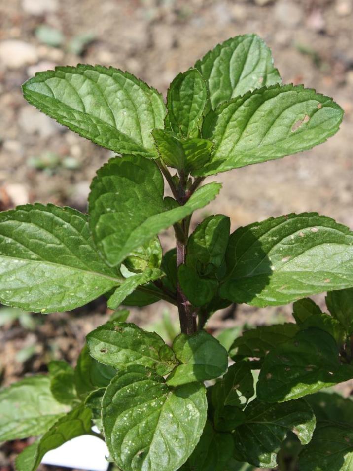 Pfefferminze Chartreuse