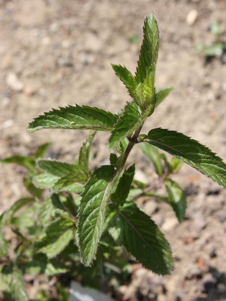 Pfefferminze Swiss Mint