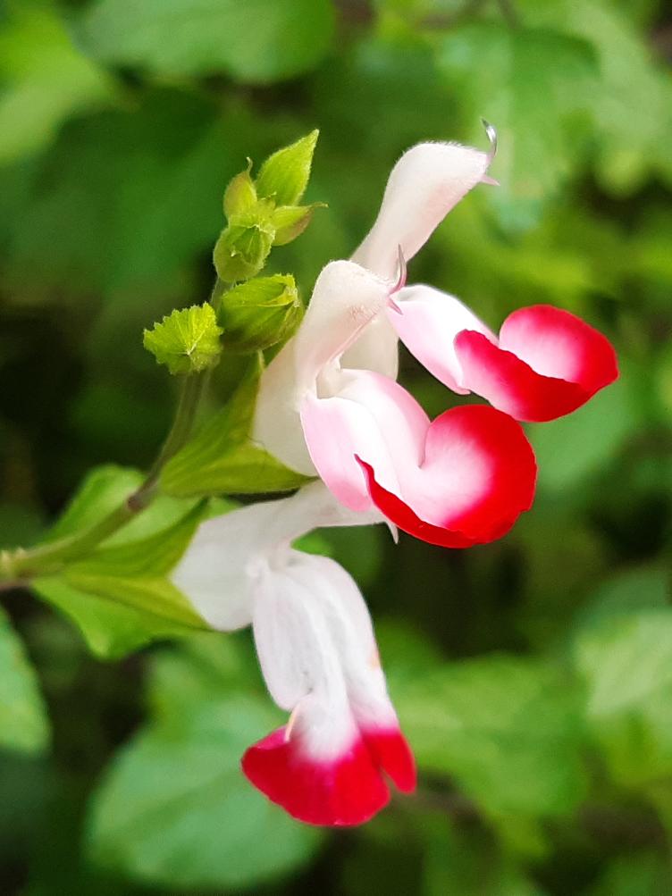 Pfirsichsalbei Hot Lips