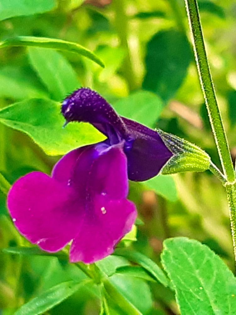 Pfirsichsalbei Papillion de Nuit