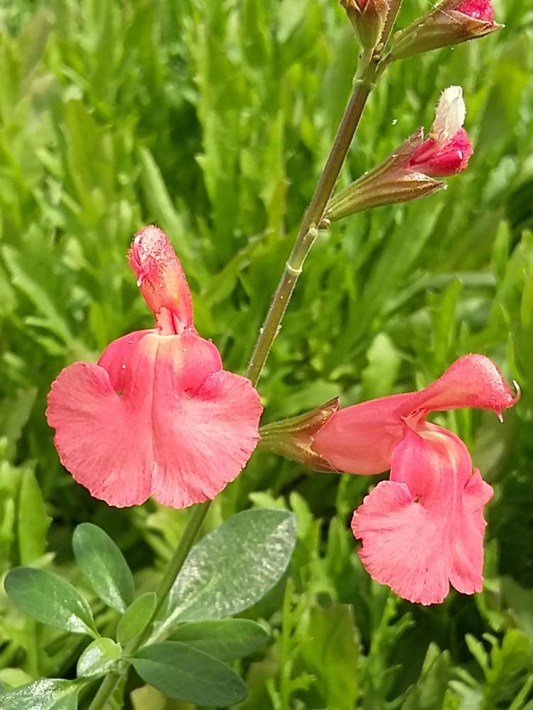 Pfirsichsalbei Peach