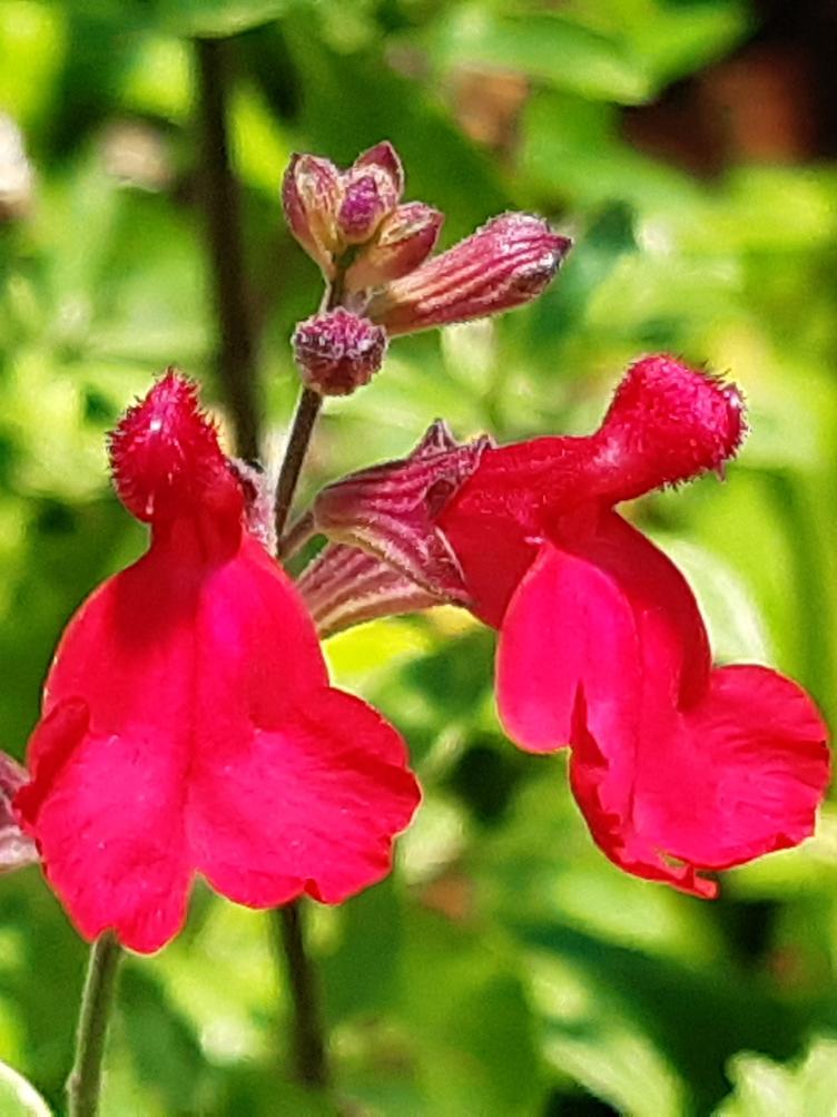 Pfirsichsalbei Variegata