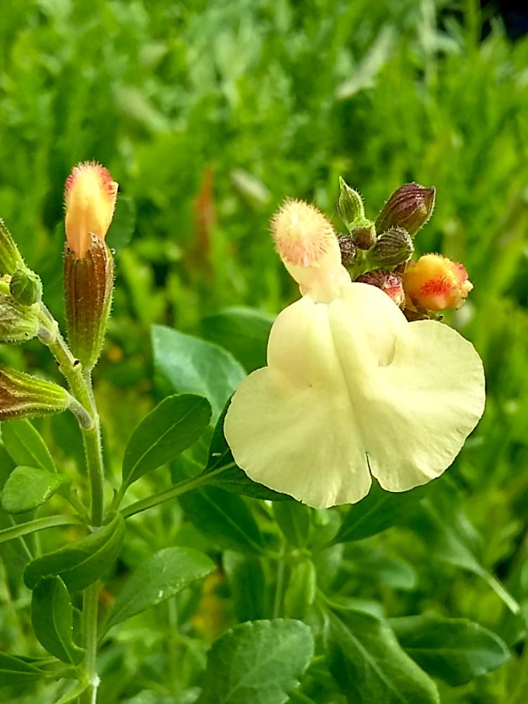 Pfirsichsalbei Yellow