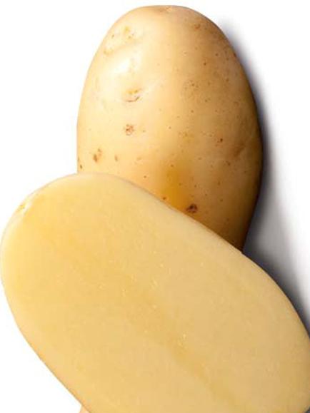 Pflanzkartoffel Acoustic